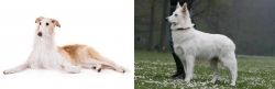 Borzoi vs Berger Blanc Suisse - Breed Comparison