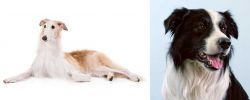 Borzoi vs Border Collie - Breed Comparison