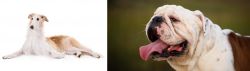 Borzoi vs English Bulldog - Breed Comparison