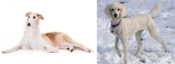 Borzoi vs Poodle - Breed Comparison