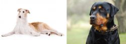 Borzoi vs Rottweiler - Breed Comparison