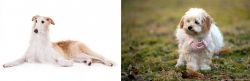 Borzoi vs West Highland White Terrier - Breed Comparison