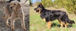 Bosnian Coarse-Haired Hound vs Bohemian Shepherd - Breed Comparison