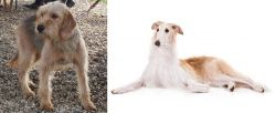 Bosnian Coarse-Haired Hound vs Borzoi - Breed Comparison