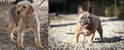 Bosnian Coarse-Haired Hound vs French Bulldog - Breed Comparison