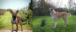 Bospin vs Anatolian Shepherd - Breed Comparison