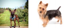 Bospin vs Australian Terrier - Breed Comparison