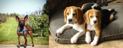 Bospin vs Beagle - Breed Comparison