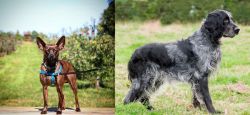 Bospin vs Blue Picardy Spaniel - Breed Comparison