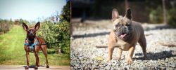 Bospin vs French Bulldog - Breed Comparison