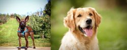 Bospin vs Golden Retriever - Breed Comparison