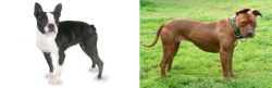 Boston Terrier vs American Pit Bull Terrier - Breed Comparison