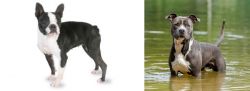 Boston Terrier vs American Staffordshire Terrier - Breed Comparison
