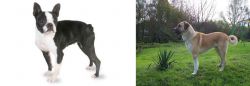 Boston Terrier vs Anatolian Shepherd - Breed Comparison