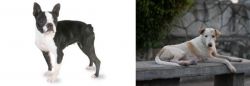 Boston Terrier vs Askal - Breed Comparison