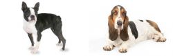 Boston Terrier vs Basset Hound - Breed Comparison