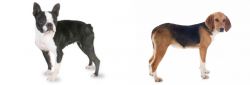 Boston Terrier vs Beagle-Harrier - Breed Comparison