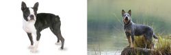 Boston Terrier vs Blue Healer - Breed Comparison