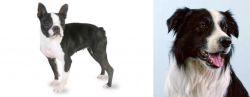 Boston Terrier vs Border Collie - Breed Comparison