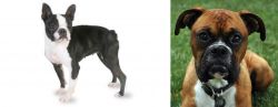 Boston Terrier vs Boxer - Breed Comparison