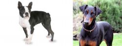 Boston Terrier vs Doberman Pinscher - Breed Comparison