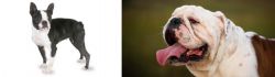 Boston Terrier vs English Bulldog - Breed Comparison