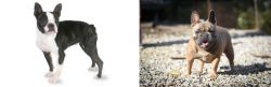 Boston Terrier vs French Bulldog - Breed Comparison