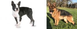 Boston Terrier vs German Shepherd - Breed Comparison