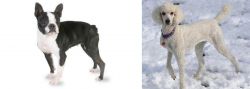 Boston Terrier vs Poodle - Breed Comparison