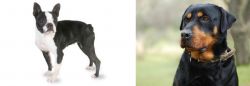 Boston Terrier vs Rottweiler - Breed Comparison