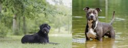 Bouvier des Flandres vs American Staffordshire Terrier - Breed Comparison