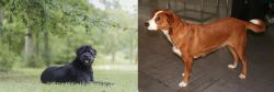 Bouvier des Flandres vs Austrian Pinscher - Breed Comparison