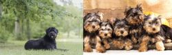 Bouvier des Flandres vs Yorkshire Terrier - Breed Comparison