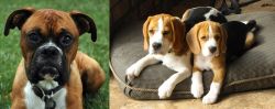Boxer vs Beagle - Breed Comparison