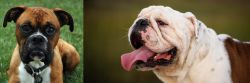 Boxer vs English Bulldog - Breed Comparison