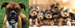 Boxer vs Yorkshire Terrier - Breed Comparison