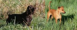 Boykin Spaniel vs Africanis - Breed Comparison