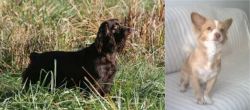 Boykin Spaniel vs Alopekis - Breed Comparison