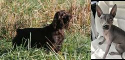 Boykin Spaniel vs American Hairless Terrier - Breed Comparison