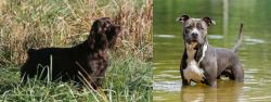 Boykin Spaniel vs American Staffordshire Terrier - Breed Comparison