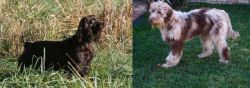 Boykin Spaniel vs Aussie Doodles - Breed Comparison