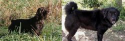 Boykin Spaniel vs Bakharwal Dog - Breed Comparison