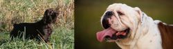 Boykin Spaniel vs English Bulldog - Breed Comparison