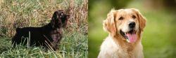 Boykin Spaniel vs Golden Retriever - Breed Comparison