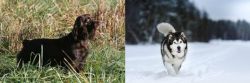 Boykin Spaniel vs Siberian Husky - Breed Comparison
