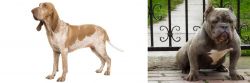Bracco Italiano vs American Bully - Breed Comparison