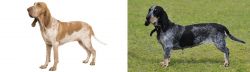 Bracco Italiano vs Basset Bleu de Gascogne - Breed Comparison