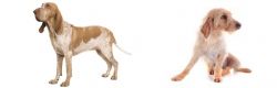 Bracco Italiano vs Basset Fauve de Bretagne - Breed Comparison
