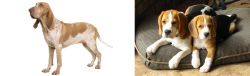 Bracco Italiano vs Beagle - Breed Comparison