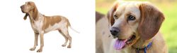 Bracco Italiano vs Beago - Breed Comparison